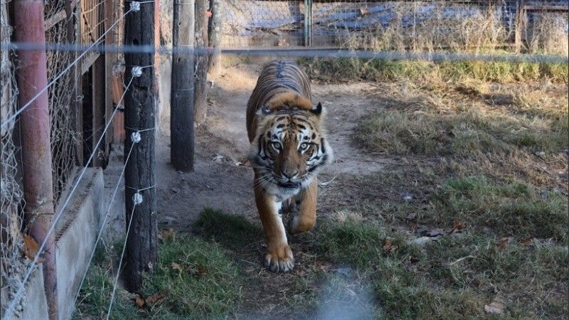 Insólito: Encontraron un tigre y una leona en un campo del sur de Santa Fe
