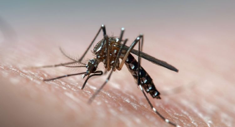 En la última semana en Córdoba se registraron tres muertes por dengue