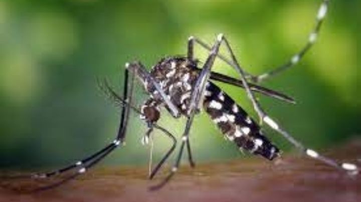 Un estudio del CONICET reveló un nuevo dato sobre el mosquito transmisor del dengue