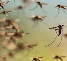 Baja la temperatura pero siguen los mosquitos: cómo prevenir los que transmiten dengue y  se esconden en los rincones del hogar