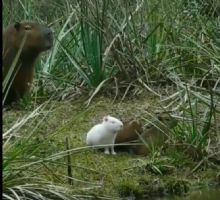 El video viral del carpincho albino terminó de la peor manera